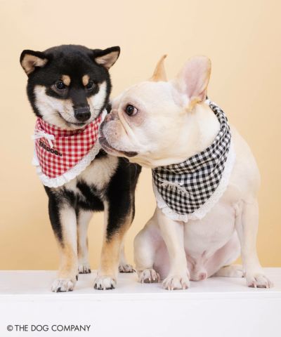 あなたの一押し犬が見つかる！SPINNS×THE DOGコラボTシャツ第一弾