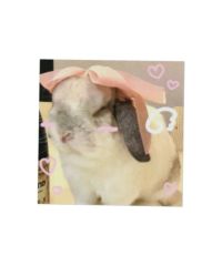 ラビット