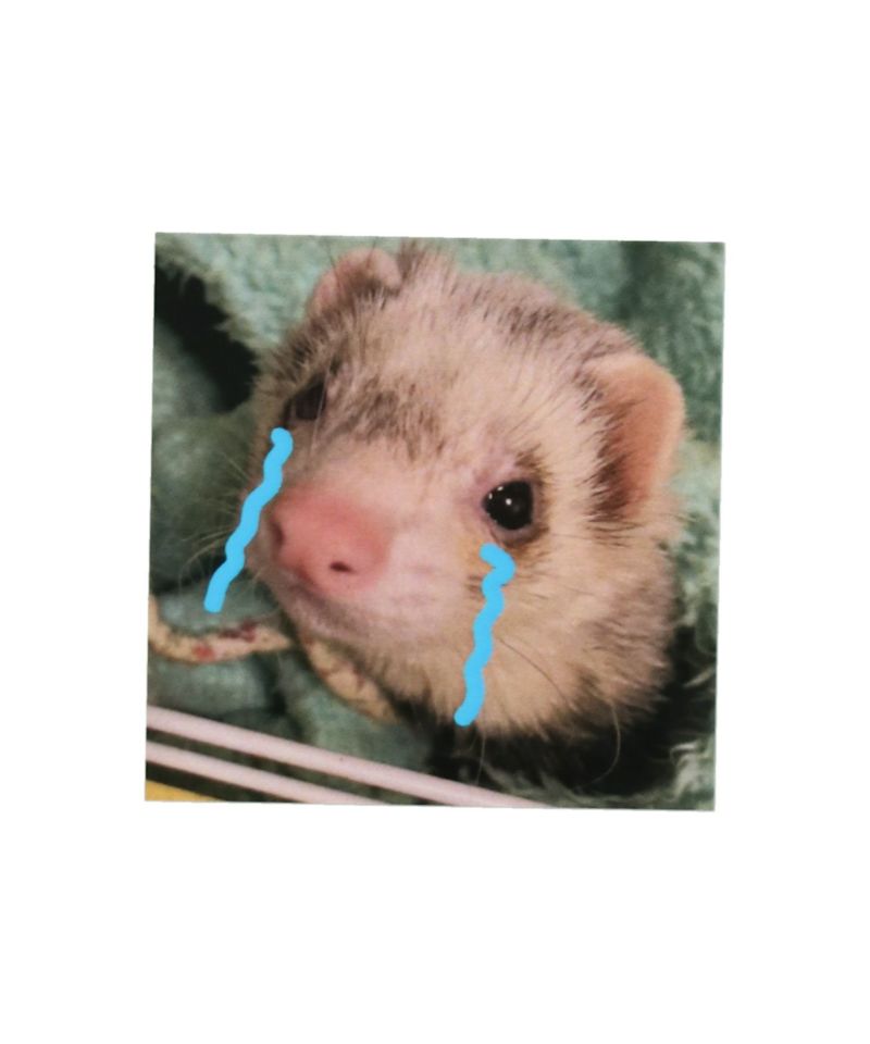 フェレット